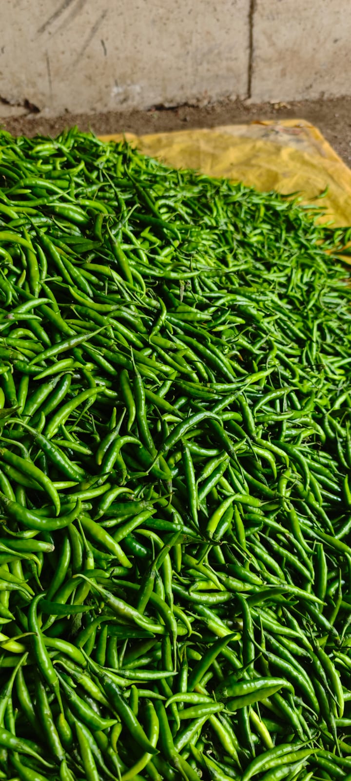 Fresh Green Chilli