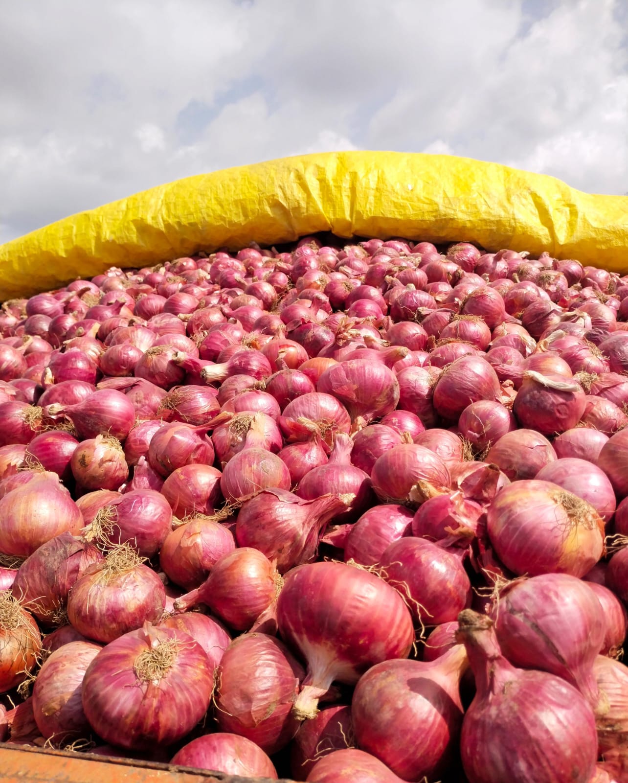 Fresh Onions